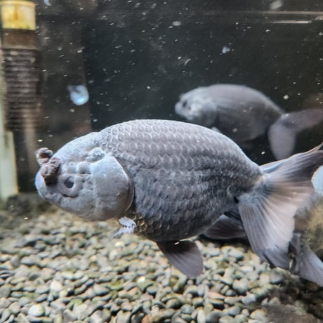 国産　黒らんちゅう12㎝±