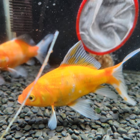 国産　黄桜14㎝±（荻野養魚場産）