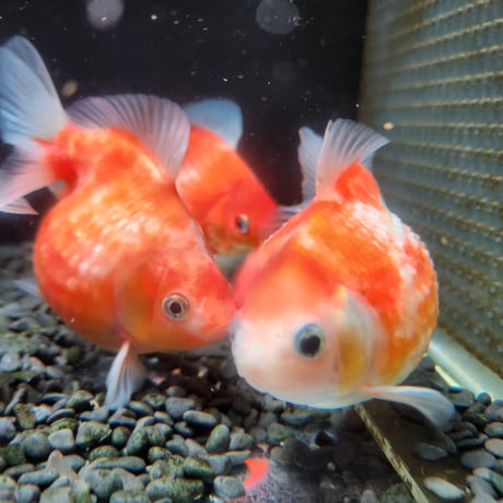 国産　ピンポンパール11㎝±