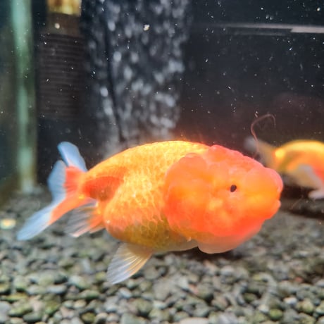中国産　ネコガシラ10㎝±