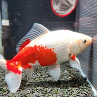 国産　ミロク和金25㎝±（良福観賞魚産）