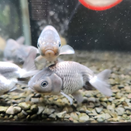 国産　青らんちゅう10㎝±（深見養魚場産）