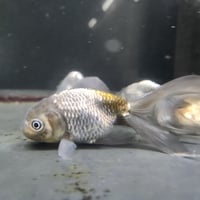 国産　青秋錦11㎝±（深見養魚場産）