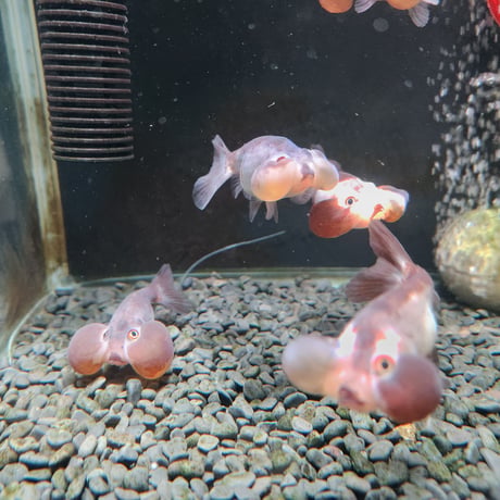 国産　パンダ水泡眼8㎝±