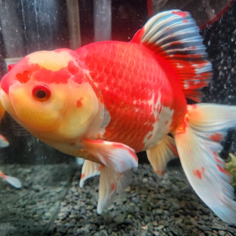 国産　上物ジャンボ獅子頭29㎝±