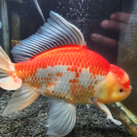 国産　上物ジャンボ獅子頭32㎝±