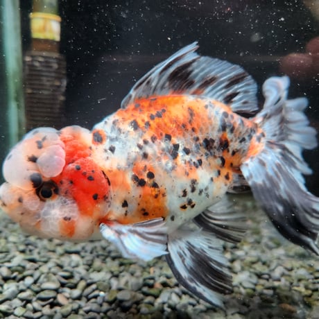 国産　上物超フンタン東錦17㎝±