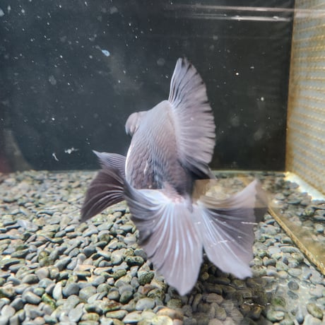 中国産　パンダ蝶尾15㎝±【飼い込み個体】