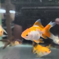 国産　バルーンオランダ7㎝±