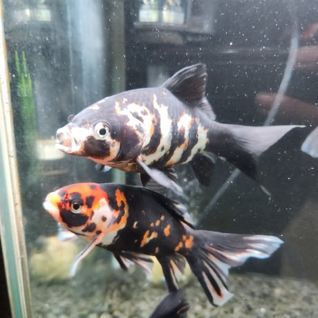 国産　上物墨朱文金15㎝±（長尾養魚場産）