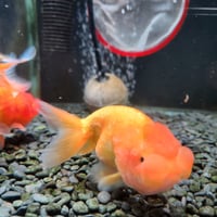 中国産　ネコガシラ10㎝±