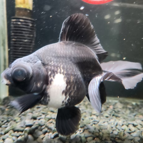 中国産　パンダ蝶尾15㎝±【飼い込み個体】