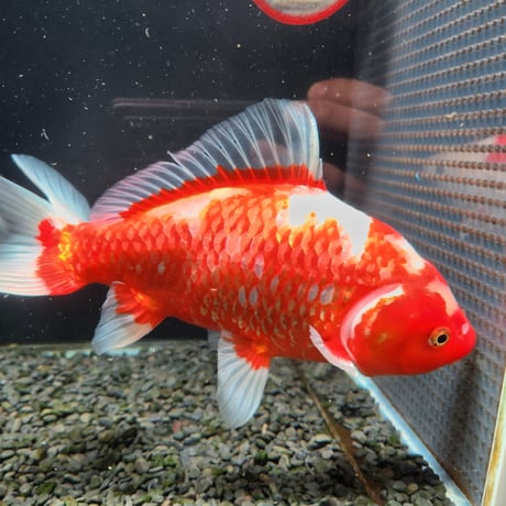 国産　ミロク和金24㎝±（良福観賞魚産）