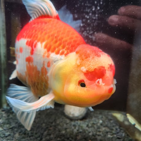 国産　上物ジャンボ獅子頭32㎝±