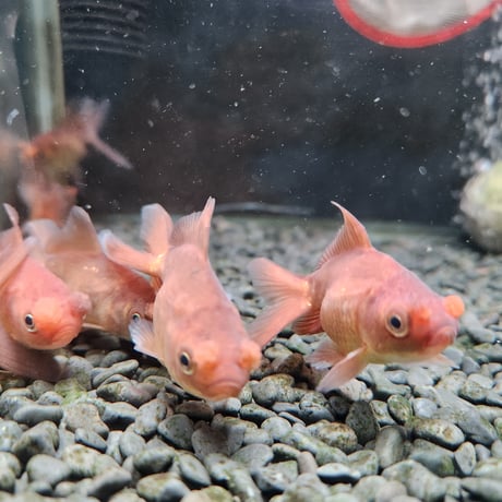 国産　茶金花房6㎝±