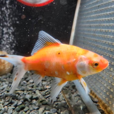 国産　黄桜14㎝±（荻野養魚場産）