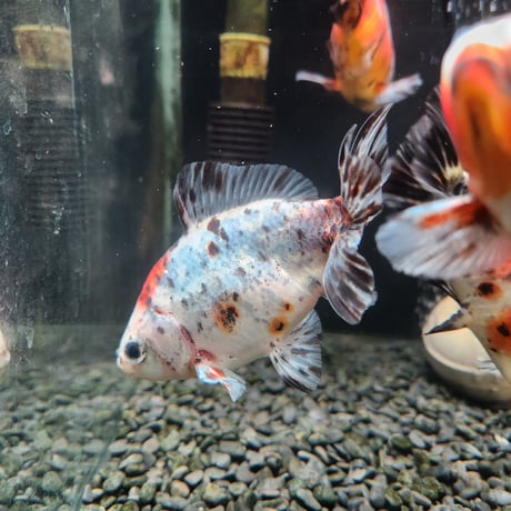 国産　江戸地金11㎝±（志村養魚場産）