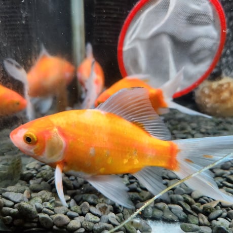 国産　黄桜14㎝±（荻野養魚場産）