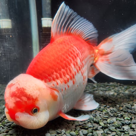 国産　上物ジャンボ獅子頭31㎝±