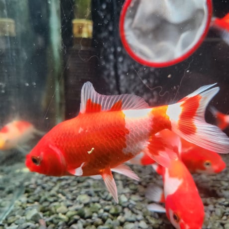 国産　ミロク和金9～13㎝±（良福観賞魚産）