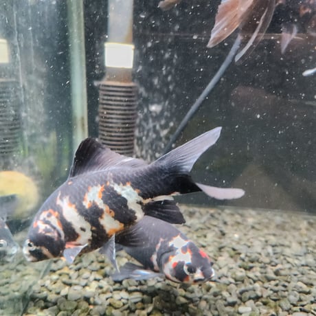 国産　上物墨朱文金15㎝±（長尾養魚場産）
