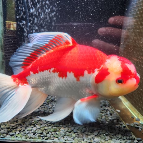国産　上物ジャンボ獅子頭29㎝±