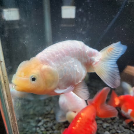 国産　ドラゴンスケールらんちゅう9～11㎝± 【大阿蘇養魚場産】