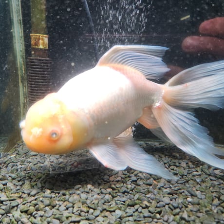 国産　上物ジャンボ獅子頭33㎝±【目に白濁あり】