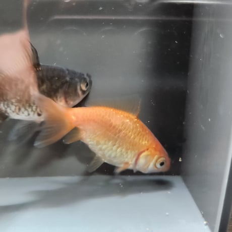 国産　ドラゴンスケールジャンボ獅子頭5㎝±（自家産）