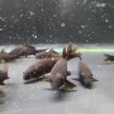 国産　ブラックコメット8㎝±（良福観賞魚産）
