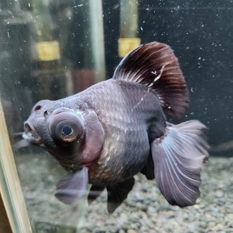 中国産　黒蝶尾15㎝±【飼い込み個体】
