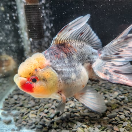 国産　上物五色東錦15㎝±（志村養魚場産）