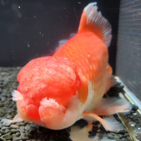 国産　上物ジャンボ獅子頭34㎝±