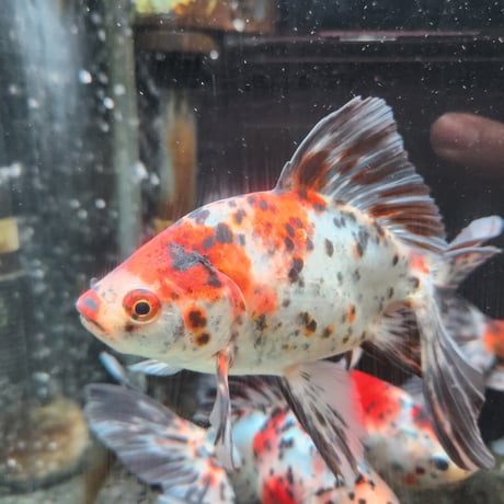 国産　オーロラ18㎝±（志村養魚場産）