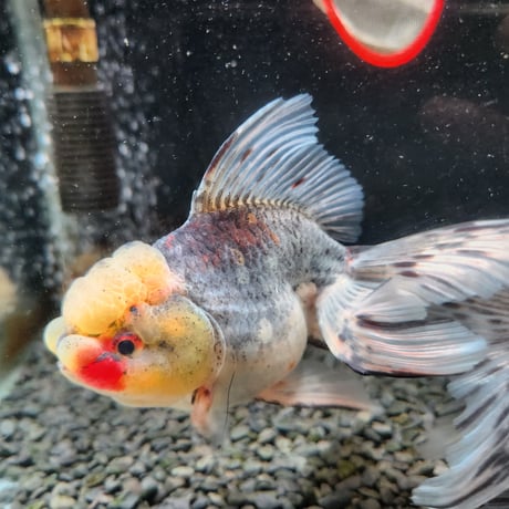 国産　上物五色東錦15㎝±（志村養魚場産）