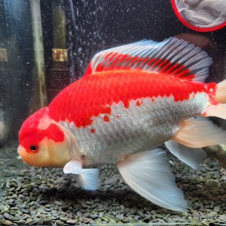 国産　上物ジャンボ獅子頭29㎝±