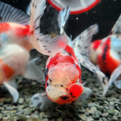 国産　上物東錦15㎝±（志村養魚場産）