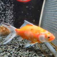 国産　黄桜14㎝±（荻野養魚場産）