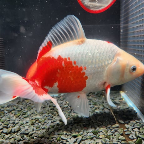国産　ミロク和金25㎝±（良福観賞魚産）