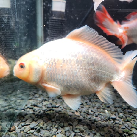 国産　白系ジャンボ獅子頭17～21㎝±【二歳】