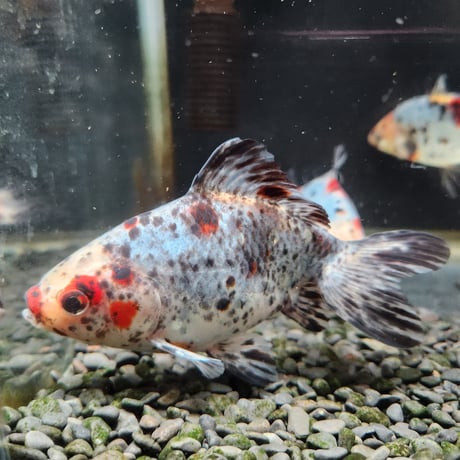 国産　キャリコ和金15㎝±（志村養魚場産）