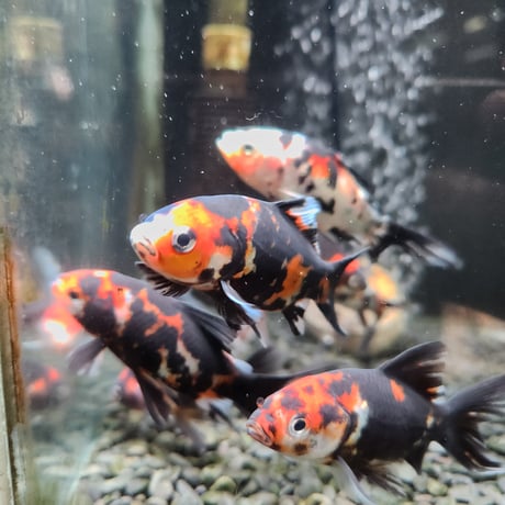 国産　墨朱文金9㎝±（長尾養魚場産）