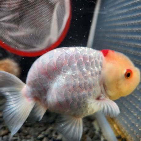 国産　ドラゴンスケールらんちゅう12㎝±（愛好家産）