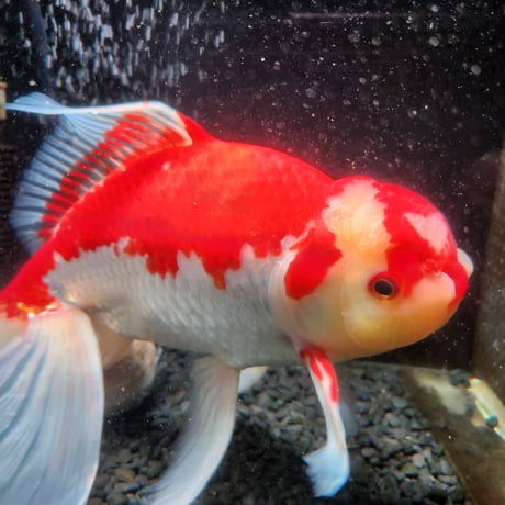 国産　上物ジャンボ獅子頭29㎝±