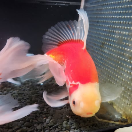 国産　上物ジャンボ獅子頭25㎝±