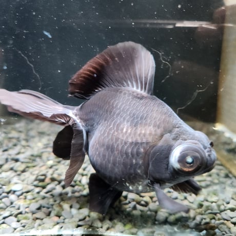 中国産　黒蝶尾15㎝±【飼い込み個体】