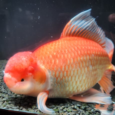 国産　上物ジャンボ獅子頭34㎝±