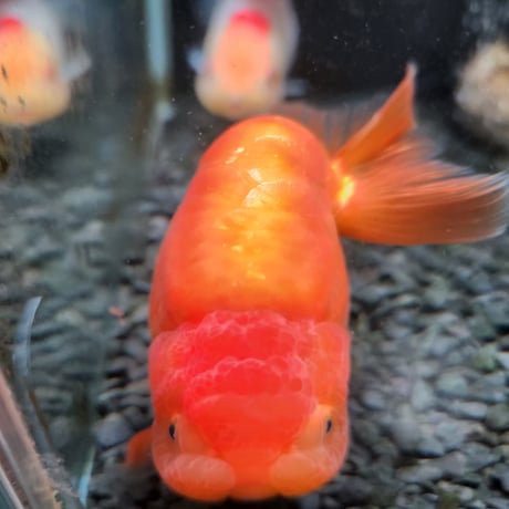 国産　ドラゴンスケールらんちゅう12㎝±（愛好家産）