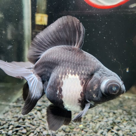 中国産　パンダ蝶尾15㎝±【飼い込み個体】