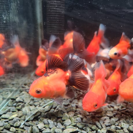国産　ローズテールオランダ7㎝±